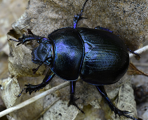 lajniak Anoplotrupes stercorosus