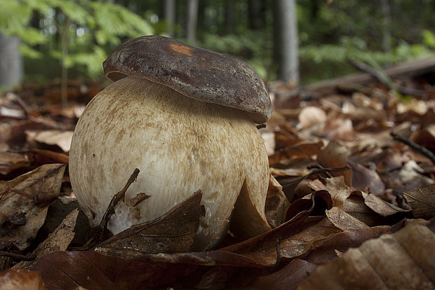 hríb bronzový Boletus aereus Bull. ex Fr.