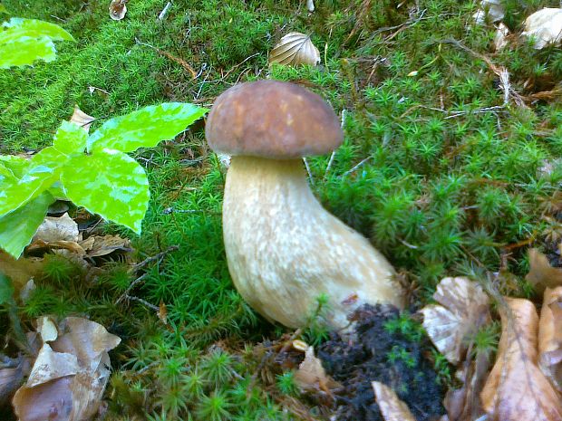 hríb smrekový Boletus edulis Bull.