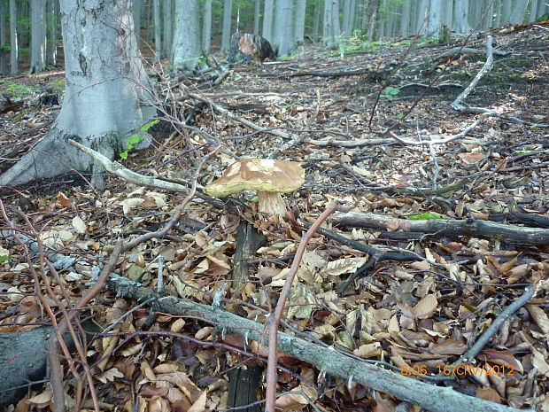 hríb dubový Boletus reticulatus Schaeff.