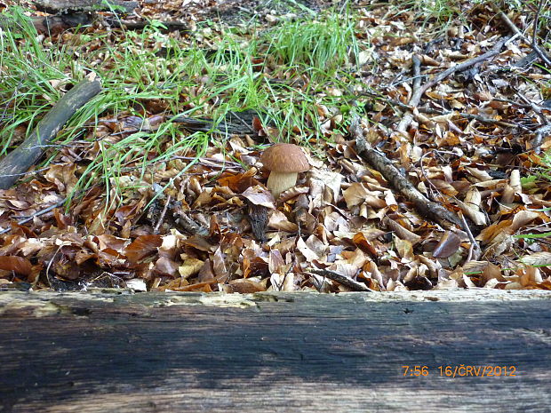 hríb dubový Boletus reticulatus Schaeff.