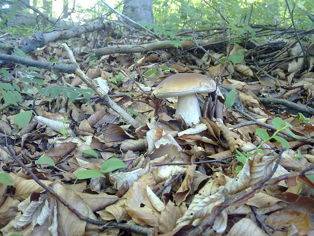 hríb dubový Boletus reticulatus Schaeff.