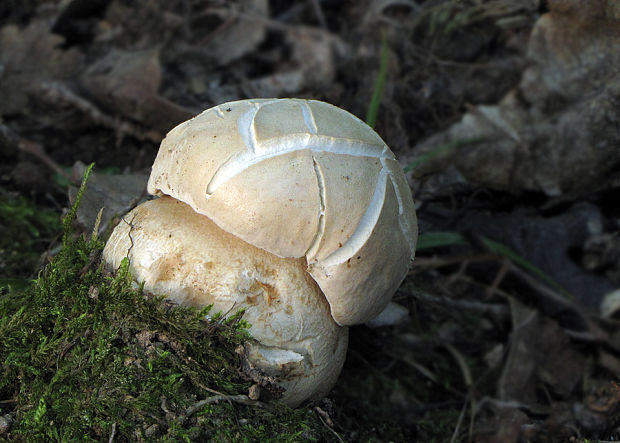 hríb dubový Boletus reticulatus Schaeff.