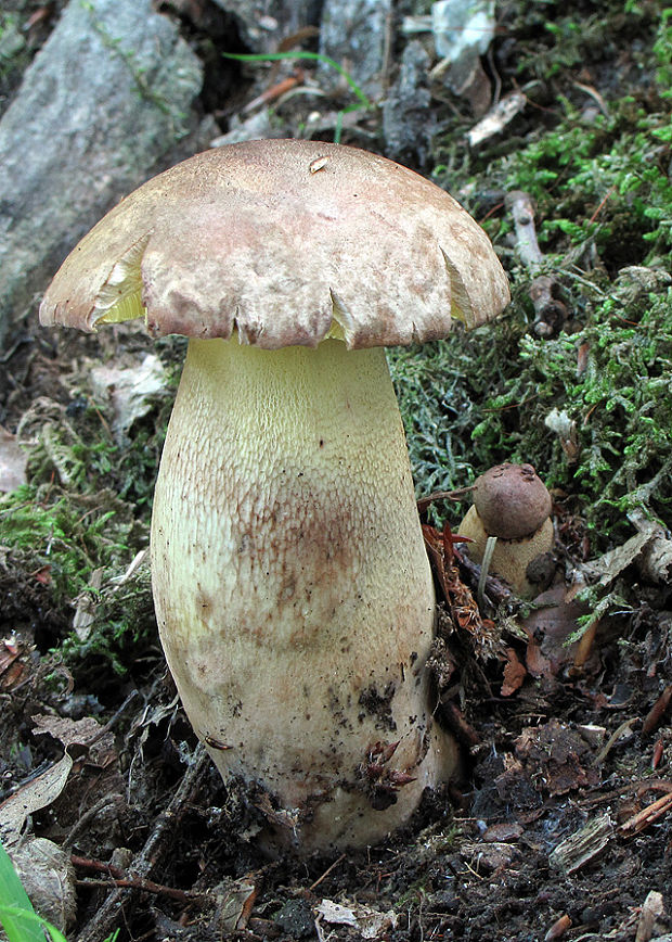 hríb príveskatý Butyriboletus appendiculatus (Schaeff. ex Fr.) Secr.