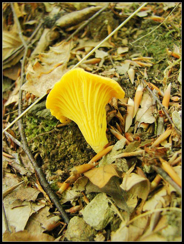 kuriatko Cantharellus sp.