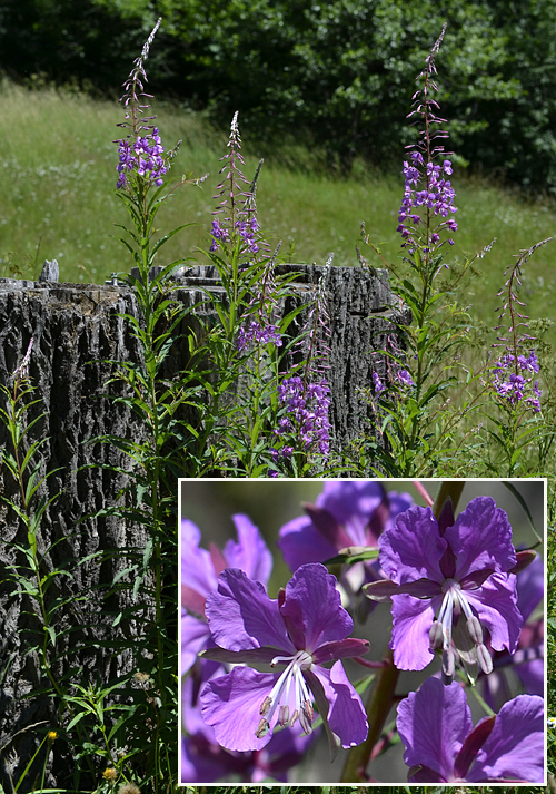 kyprina úzkolistá Chamerion angustifolium (L.) Holub