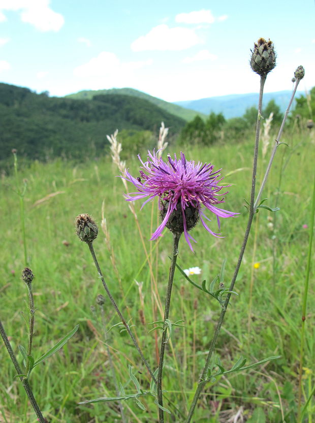 nevädzník hlaváčovitý Colymbada scabiosa  (L.) Holub