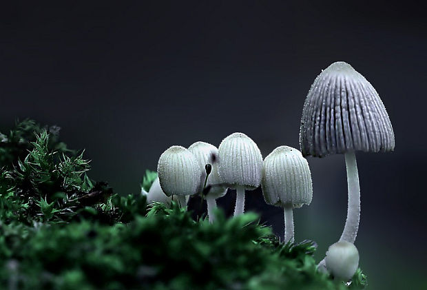 hnojník Coprinus sp.