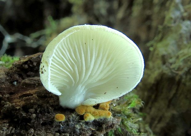 pahliva Crepidotus sp.