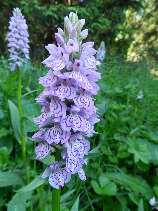 vstavačovec fuchsov pravý Dactylorhiza fuchsii subsp. fuchsii (Druce) Soó