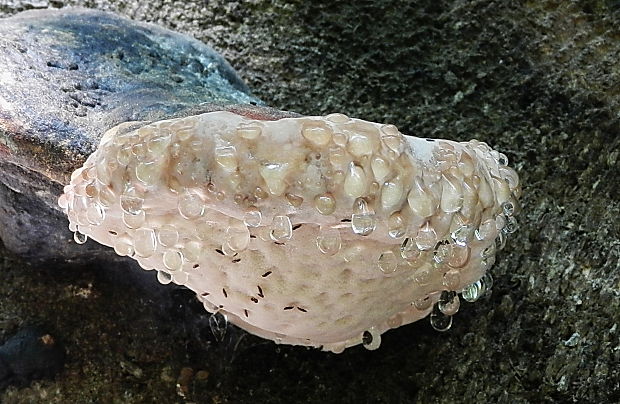 práchnovec kopytovitý Fomes fomentarius (L.) J.J. Kickx