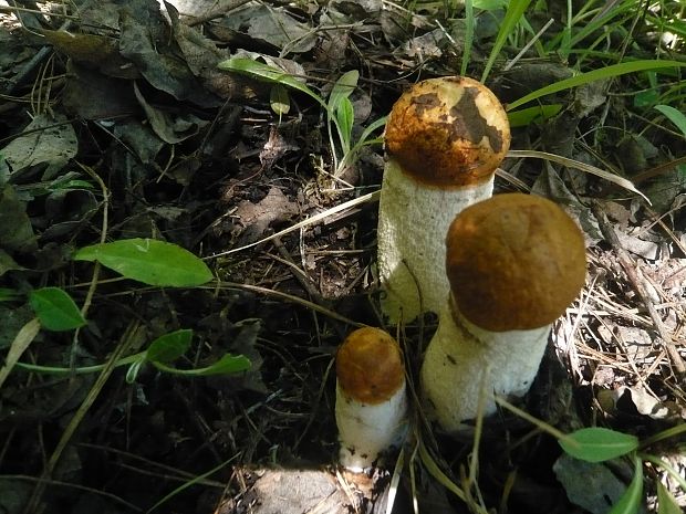 kozák osikový Leccinum albostipitatum den Bakker & Noordel.