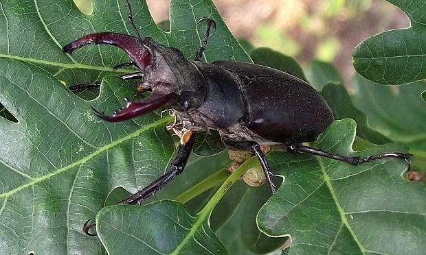 roháč obyčajný Lucanus cervus