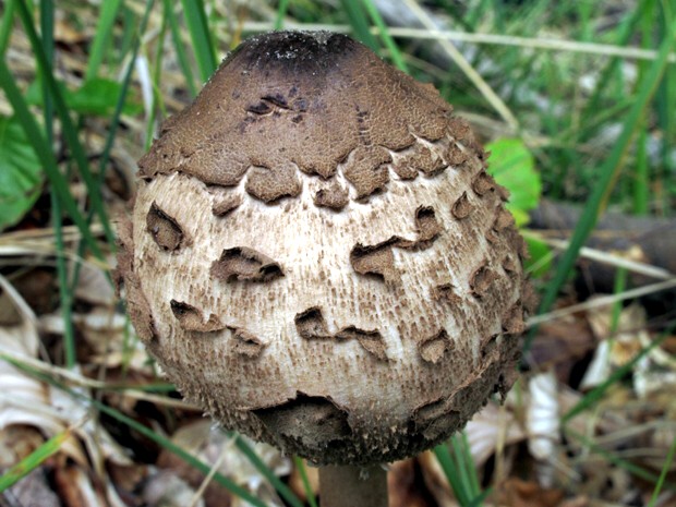 bedľa vysoká Macrolepiota procera (Scop.) Singer