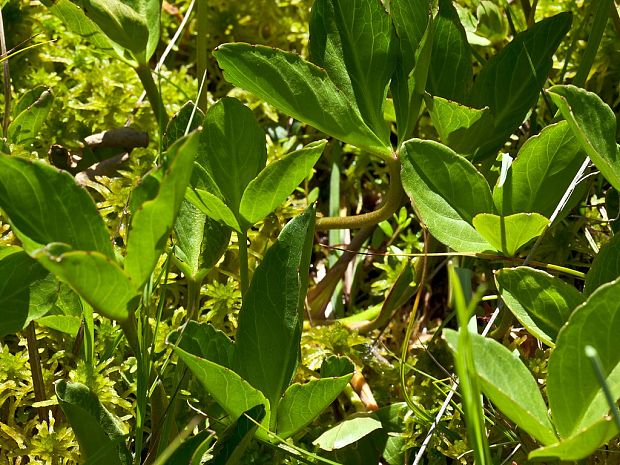 vachta trojlistá Menyanthes trifoliata L.