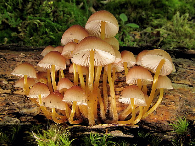 prilbička žltohlúbiková Mycena renati Quél.