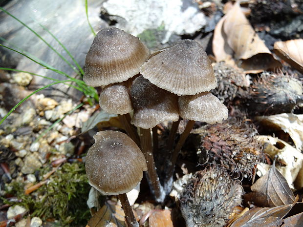 prilbička Mycena sp.