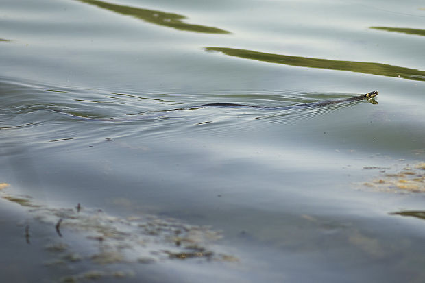 užovka obyčajná Natrix natrix