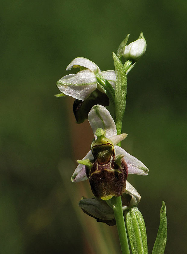 hmyzovník holubyho Ophrys holubyana András.