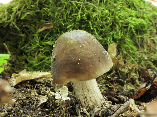 štítovka jelenia Pluteus cervinus (Schaeff.) P. Kumm.