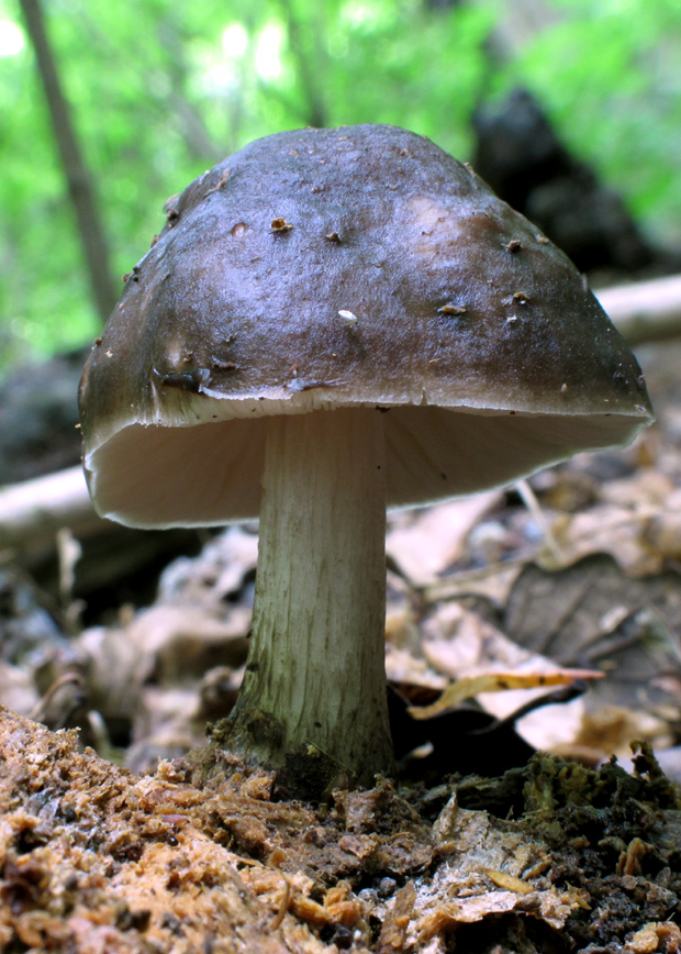 štítovka jelenia Pluteus cervinus (Schaeff.) P. Kumm.