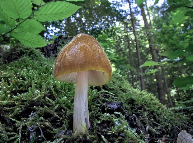 štítovka Pluteus sp.