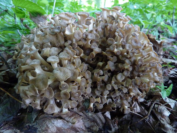 trúdnik klobúčkatý Polyporus umbellatus (Pers.) Fr.