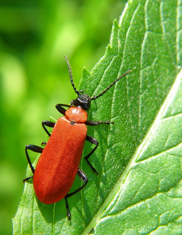 červenáčik ohnivý Pyrochroa coccinea Linnaeus, 1761