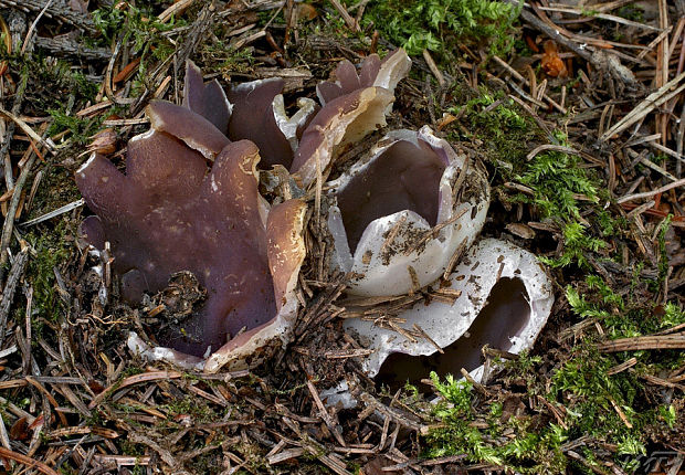 tulipánovka fialová Sarcosphaera coronaria (Jacq.) J. Schröt.