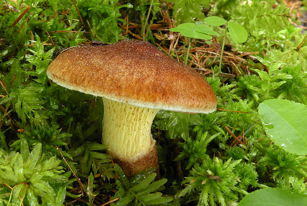 hríbovec dutohlúbikový Suillus cavipes (Opat.) A.H. Sm. & Thiers