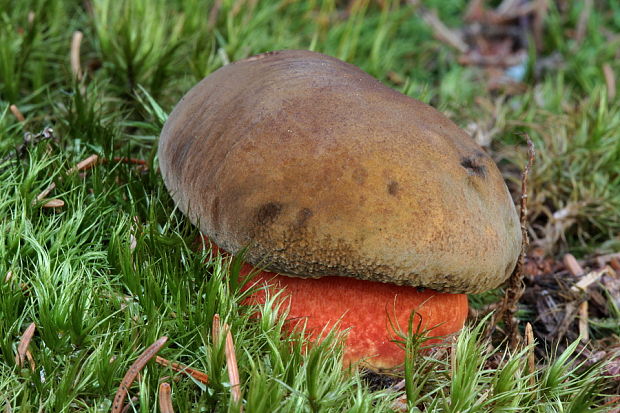 hríb zrnitohlúbikový Sutorius luridiformis (Rostk.) G. Wu & Zhu L. Yang