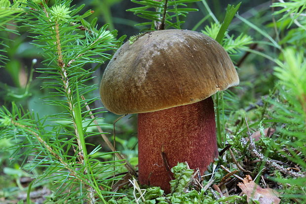 hríb zrnitohlúbikový Sutorius luridiformis (Rostk.) G. Wu & Zhu L. Yang