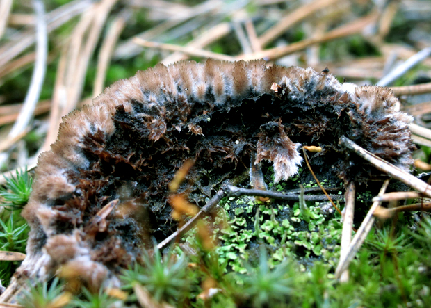 plesňovka zemná Thelephora terrestris Ehrh.