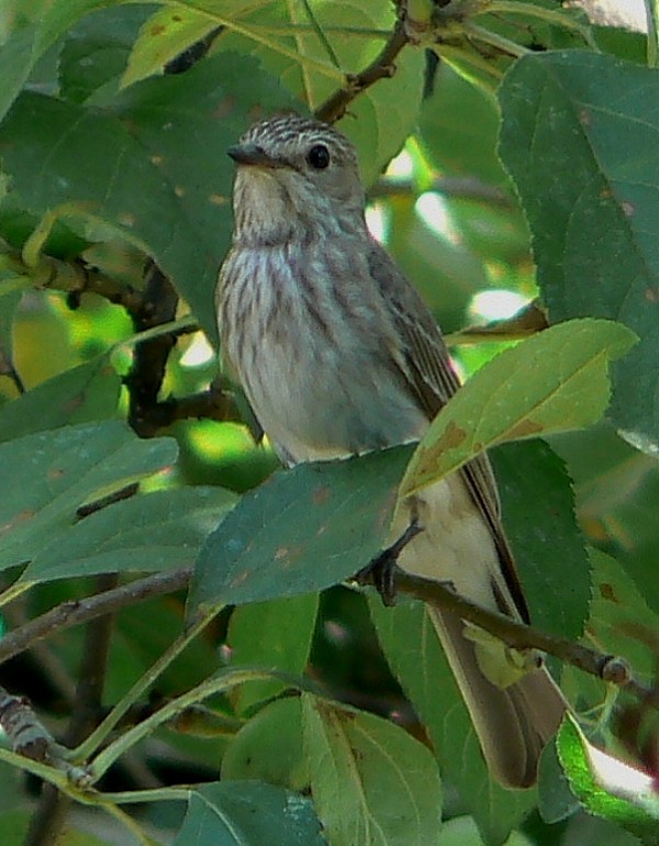 muchárik sivý  muscicapa striata