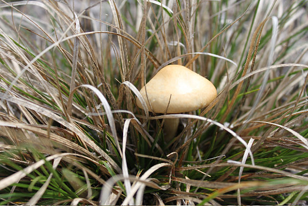 poľnička Agrocybe sp.