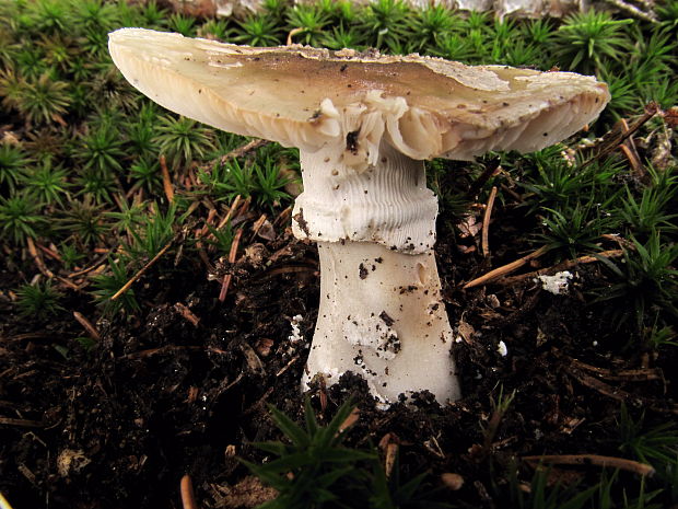 muchotrávka hrubá Amanita excelsa (Fr.) Bertill.