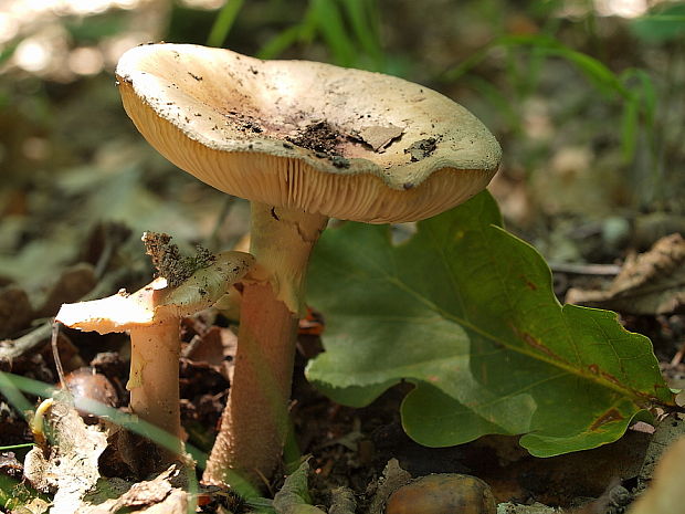 muchotrávka červenkastá Amanita rubescens Pers.