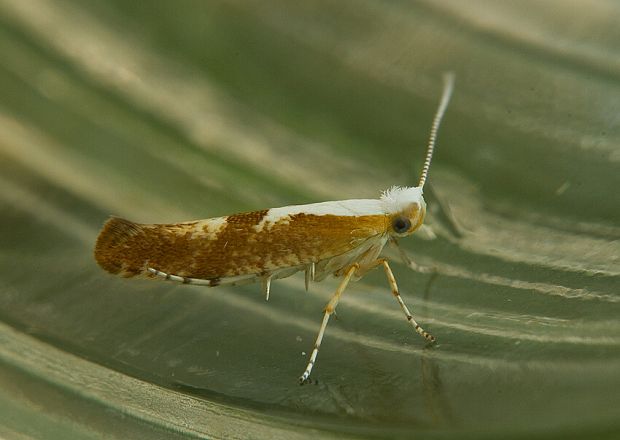 priadzovček púčikový Argyresthia pruniella