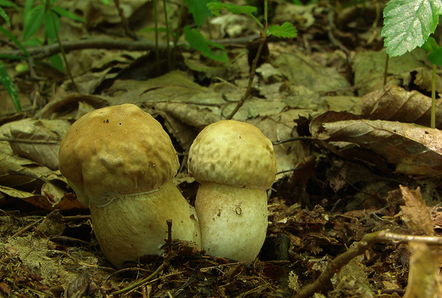 hríb dubový Boletus reticulatus Schaeff.