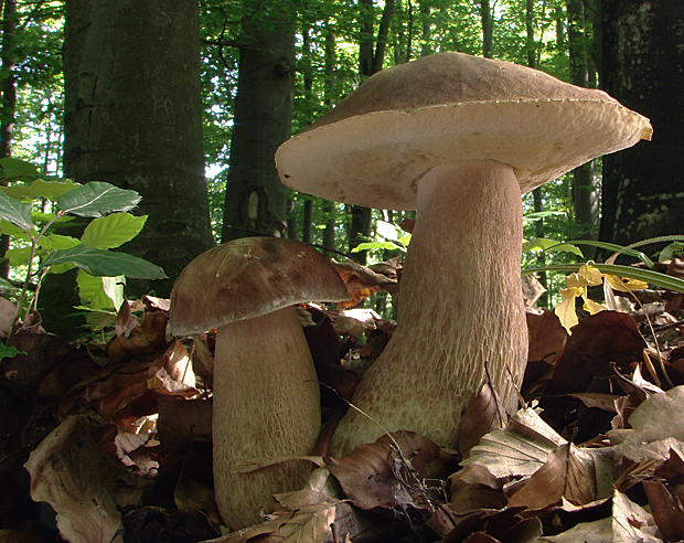 hríb dubový Boletus reticulatus Schaeff.