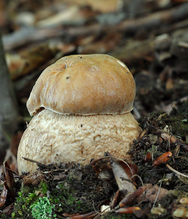 hríb dubový Boletus reticulatus Schaeff.