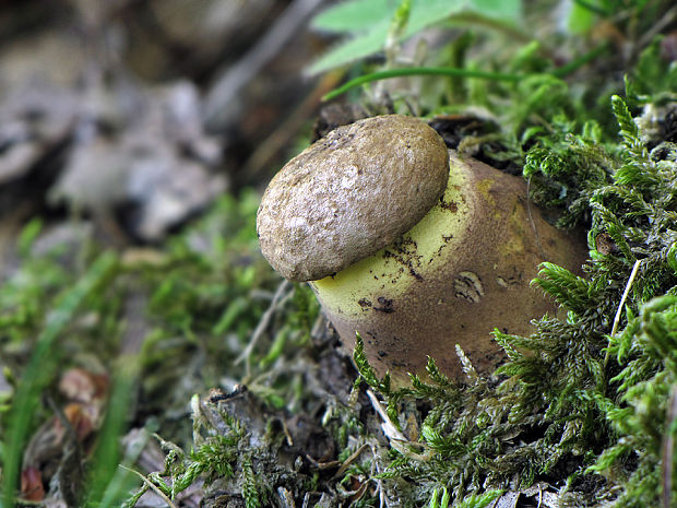 hríb príveskatý Butyriboletus appendiculatus (Schaeff. ex Fr.) Secr.