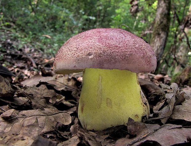 hríb kráľovský Butyriboletus regius (Krombh.) D. Arora & J.L. Frank