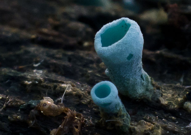 zelenica Chlorociboria sp.