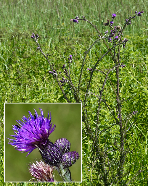 pichliač močiarny Cirsium palustre (L.) Scop.