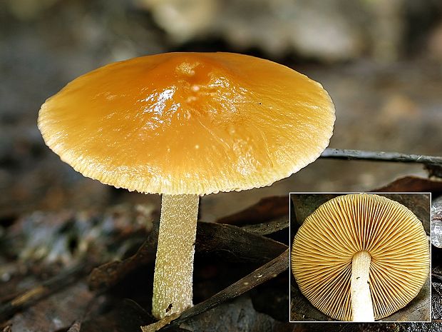 kapucňovec Conocybe sp.