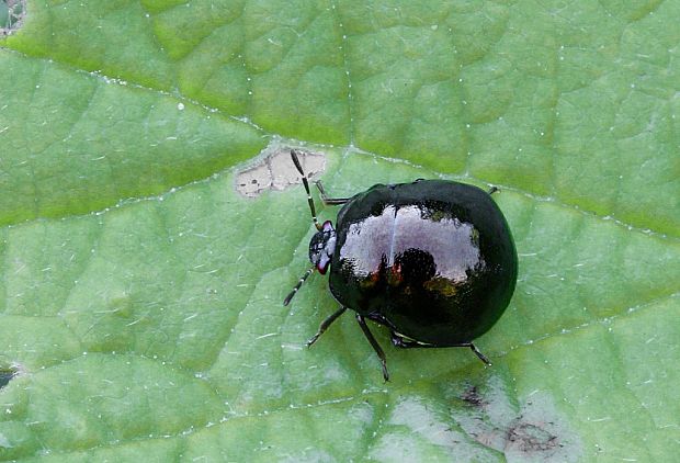 okrúhlička čierna Coptosoma scutellatum