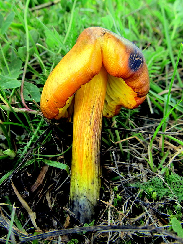 lúčnica kužeľovitá Hygrocybe conica (Schaeff.) P. Kumm.