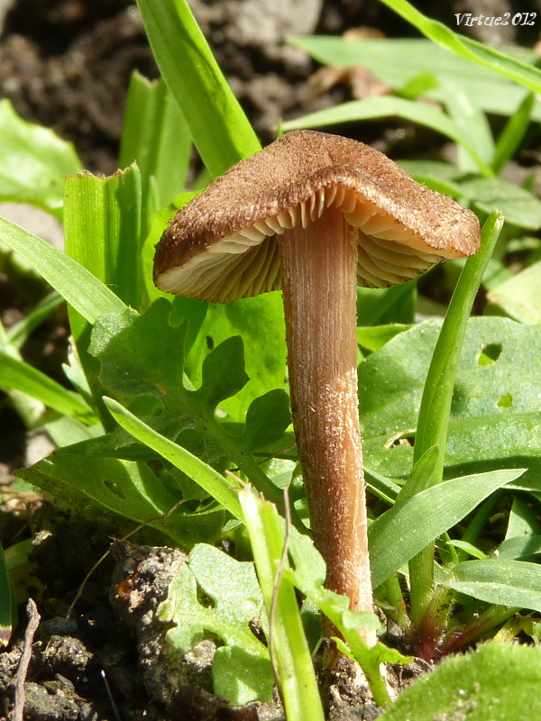 vláknica Inocybe sp.