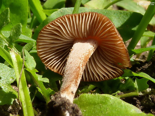 vláknica Inocybe sp.